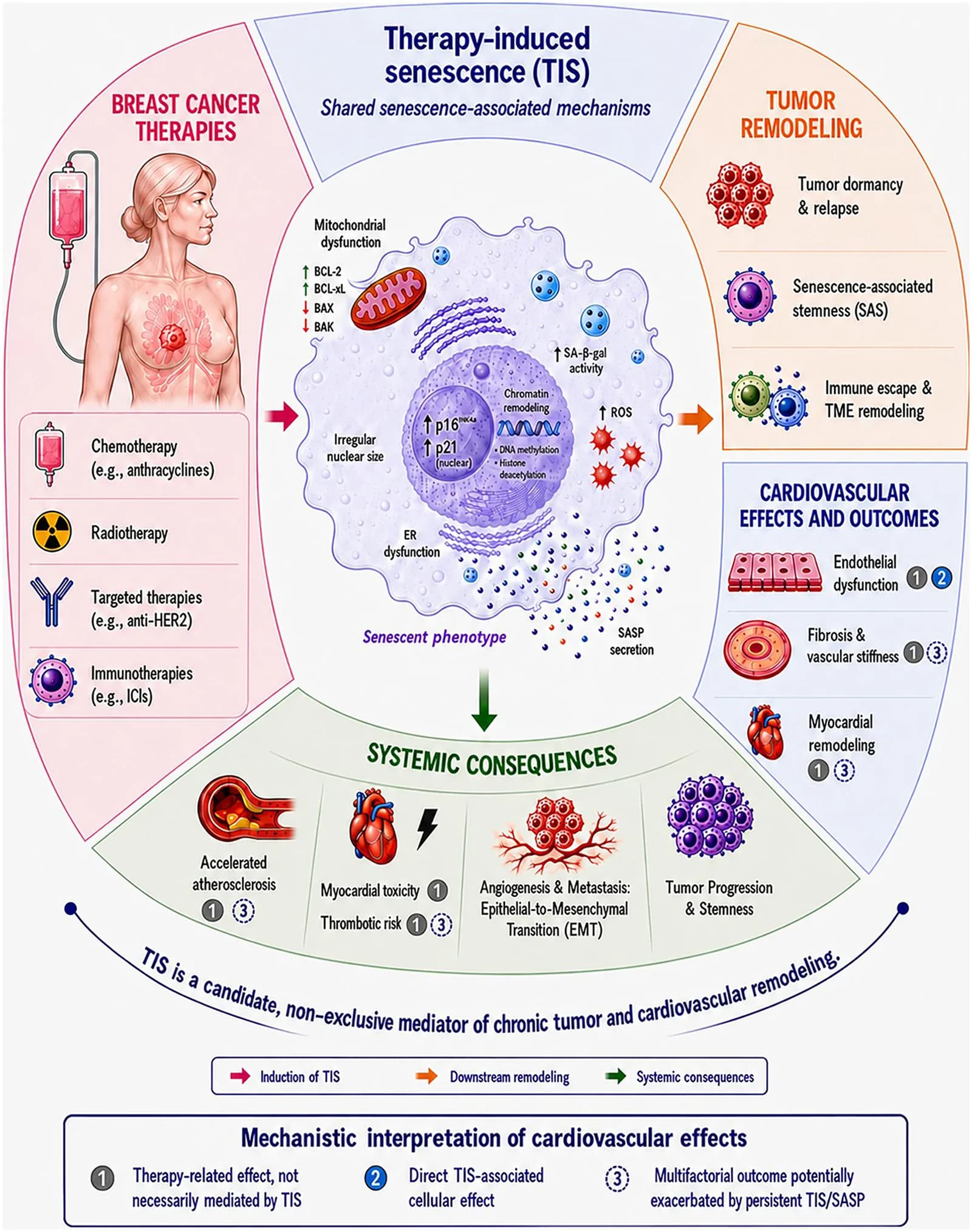 Figure 1. Therapy-induced senescence as a candidate biological bridge linking breast cancer treatment, cardiovascular remodeling, and accelerated aging.