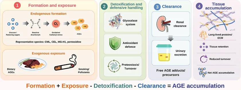 Figure 1. AGE lifecycle: formation, detoxification, clearance, and accumulation.
