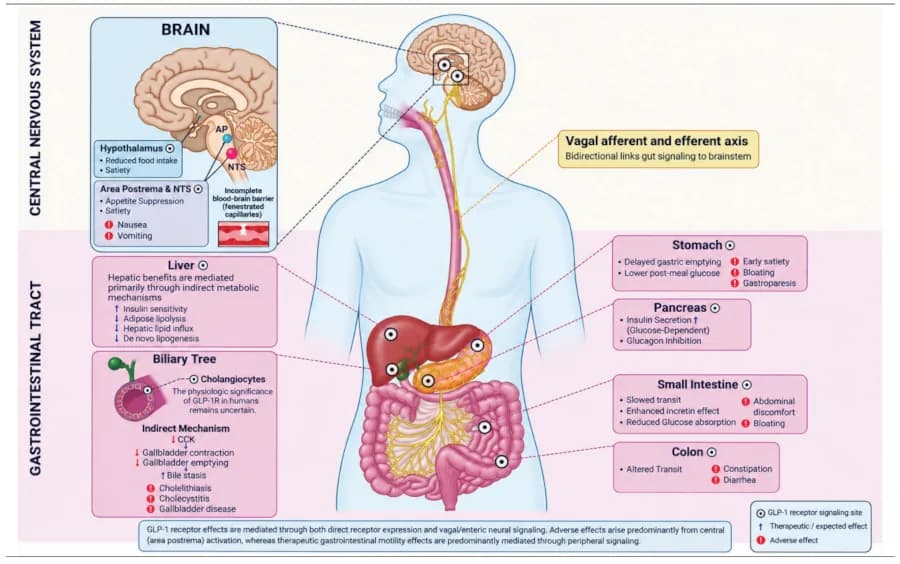 Figure 1. Central and Peripheral Mechanisms Underlying the Therapeutic and Gastrointestinal Adverse Effects of GLP-1 Receptor Agonists