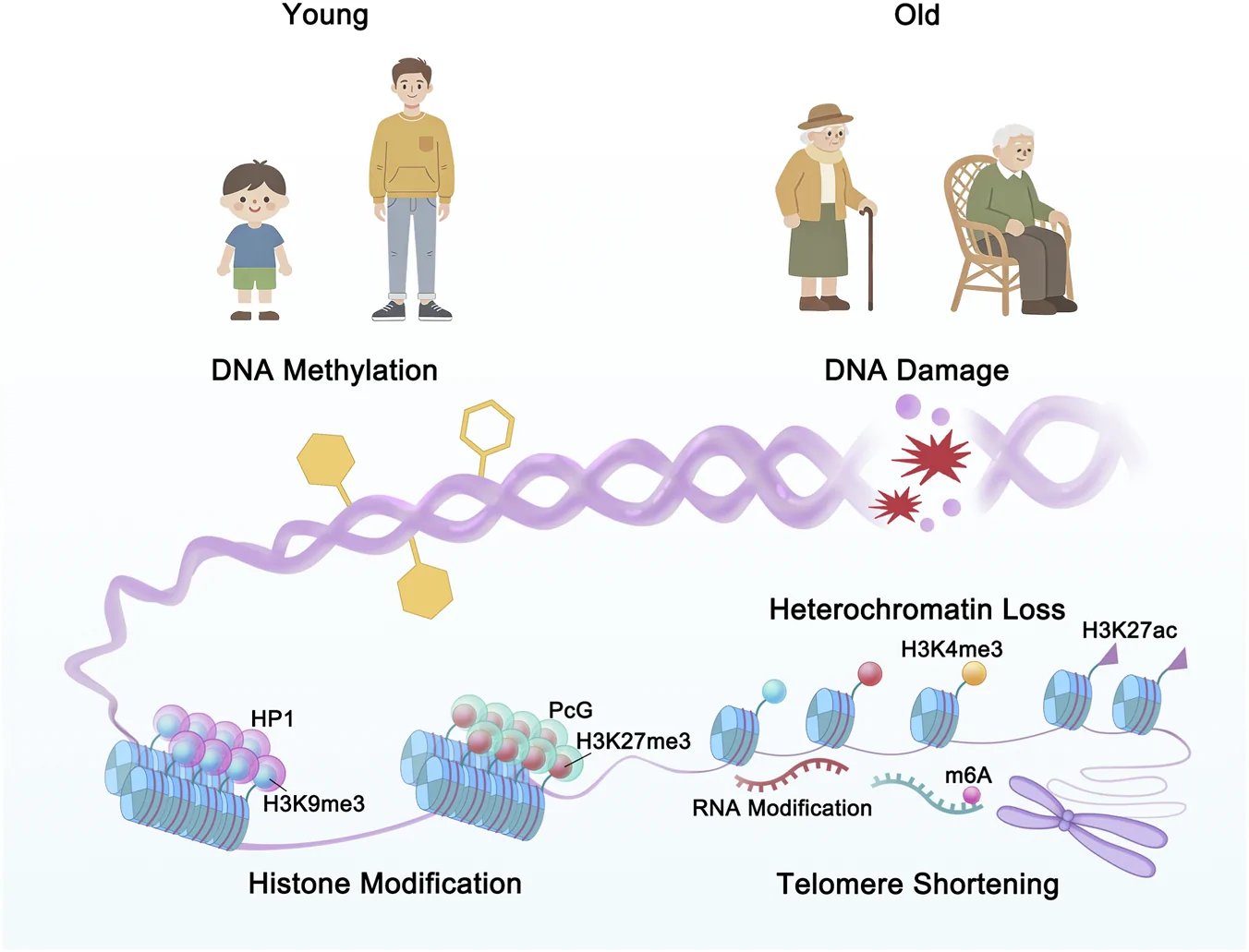 Figure 1. Epigenetic alterations and phase separation hallmarks in aging.