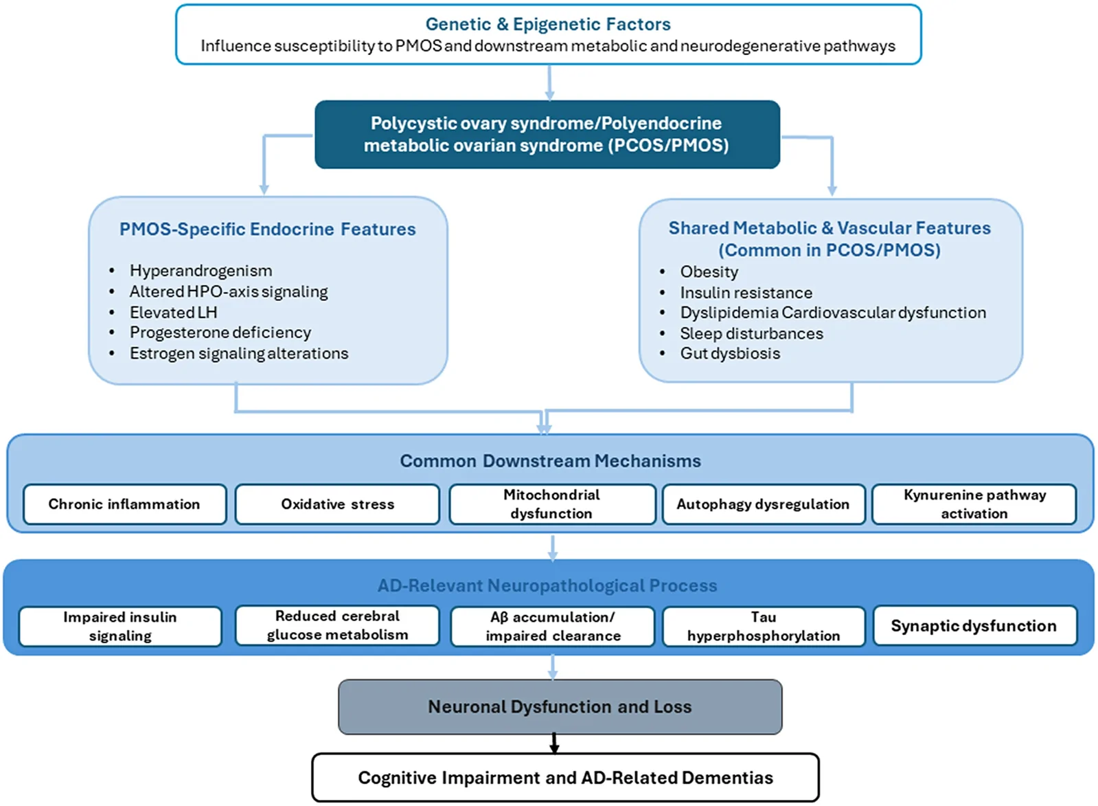 Figure 1. Proposed pathways linking polycystic ovary syndrome (PCOS/PMOS) to cognitive impairment and Alzheimer disease (AD)-related dementias.