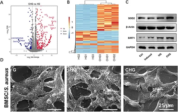 Figure 1. Representative mechanistic evidence for CQDs in regulating cellular functions and the regenerative microenvironment.