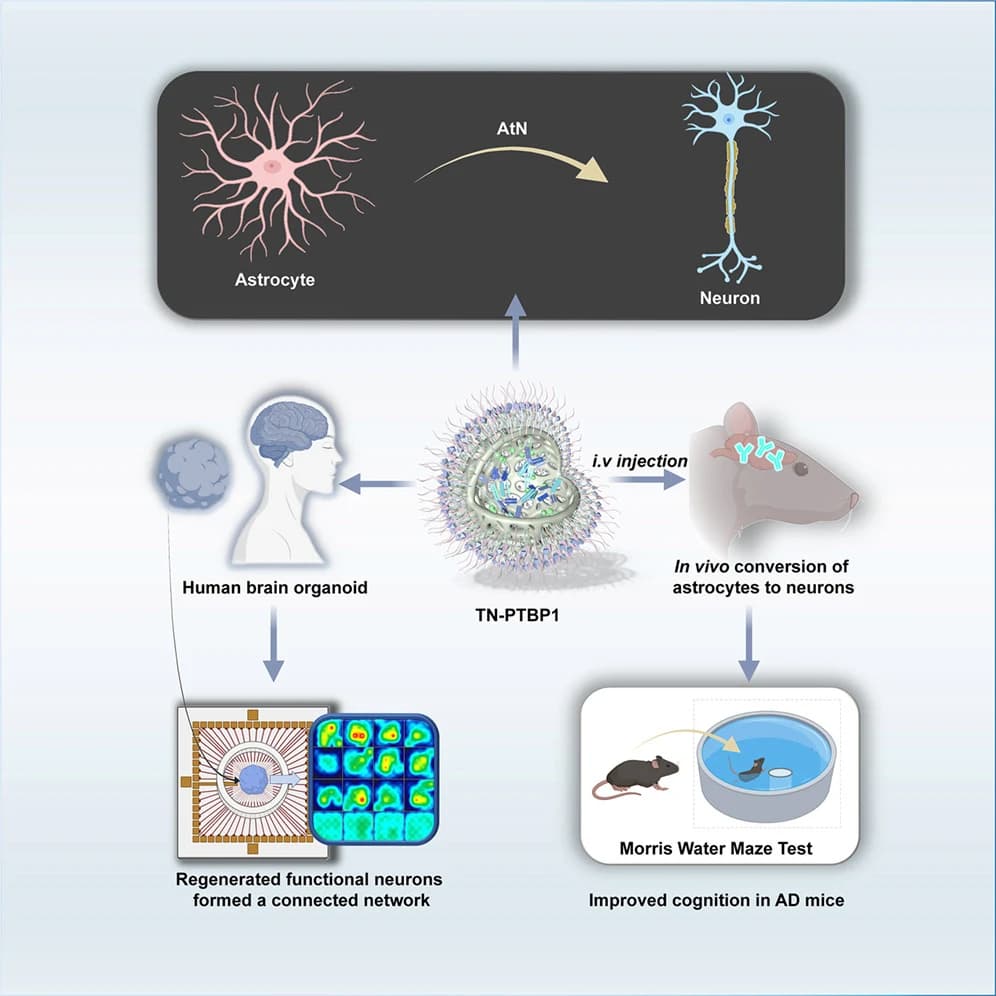 Graphical abstract from Cell Biomaterials