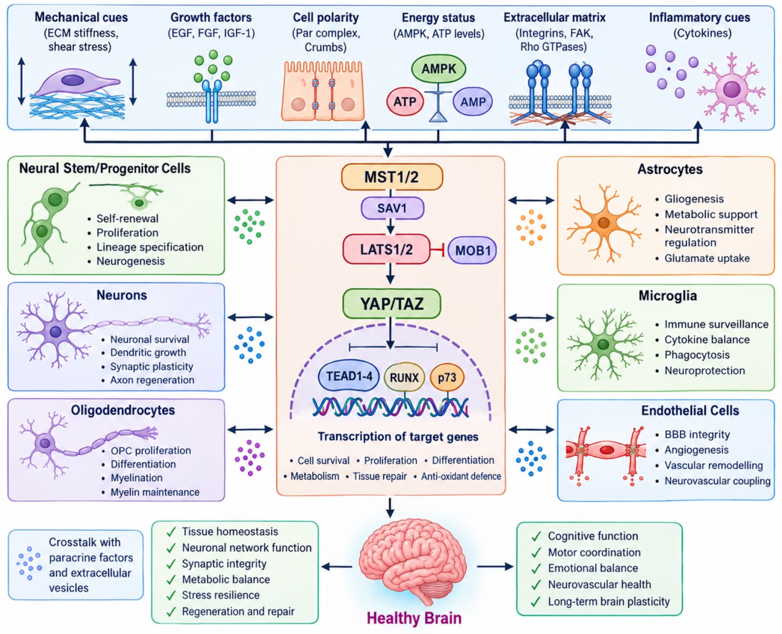 Figure 1 from Biogerontology