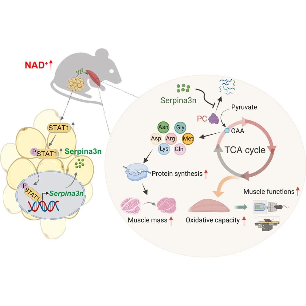 Graphical abstract from Cell Metabolism