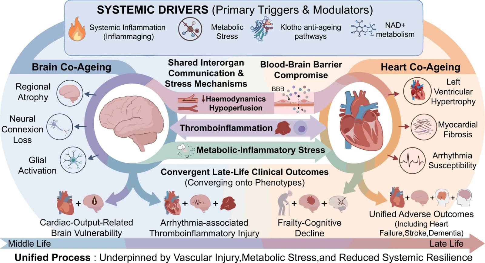 Figure 1 from Ageing Research Reviews