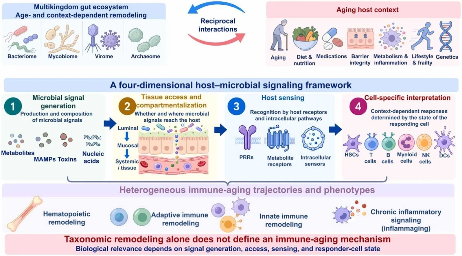 Graphical abstract from Ageing Research Reviews