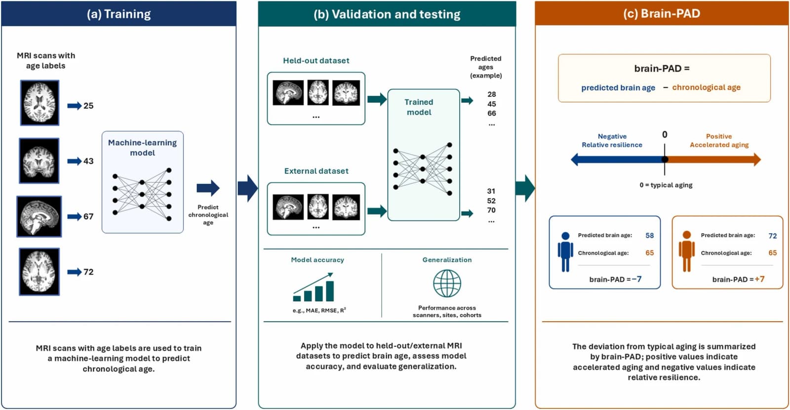 Figure 1 from Ageing Research Reviews