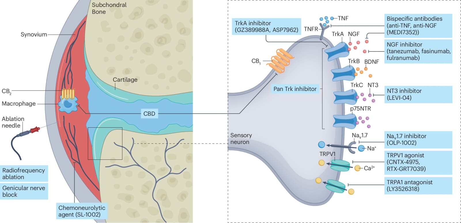 Figure 1 from Nature Reviews Rheumatology