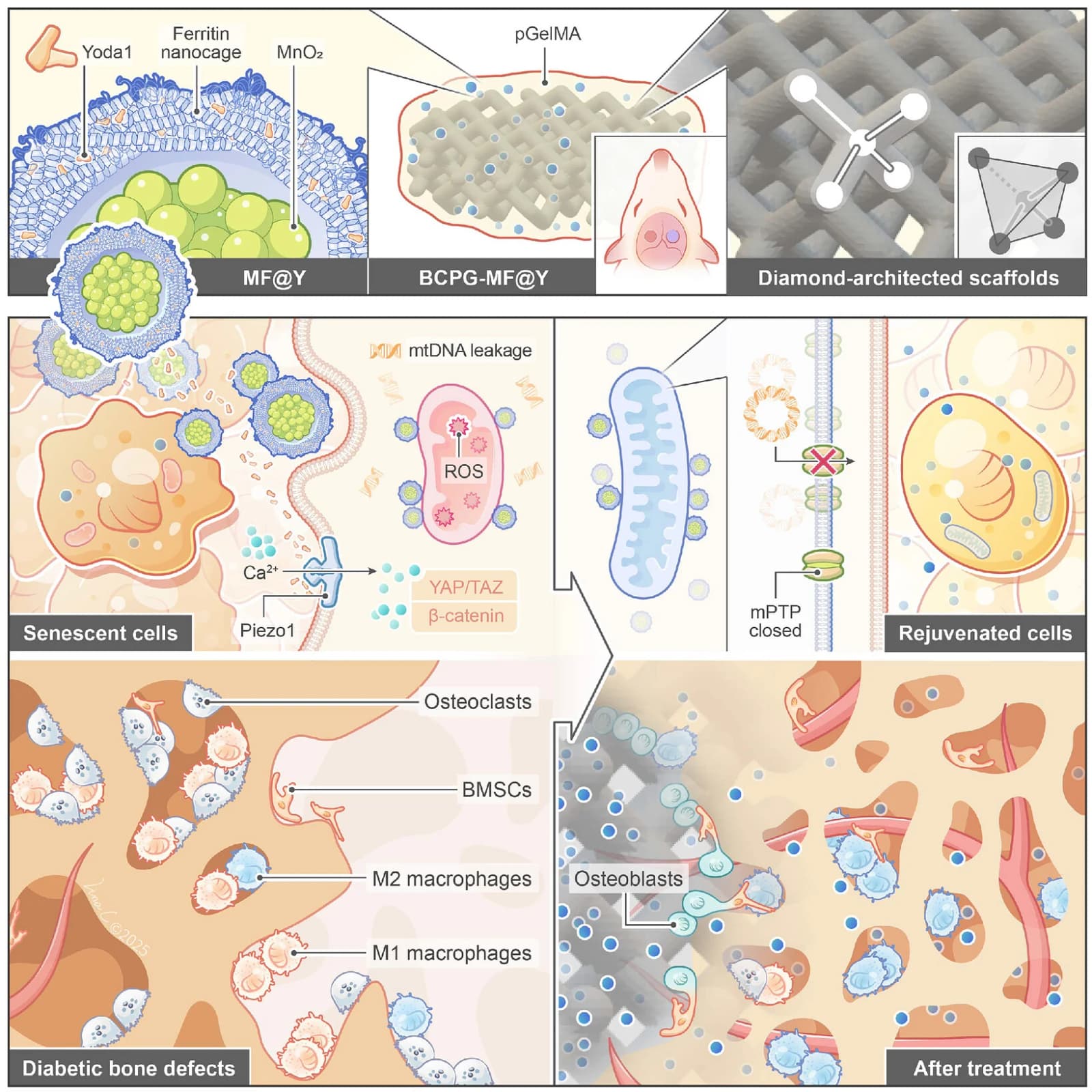 Graphical abstract from Advanced Science