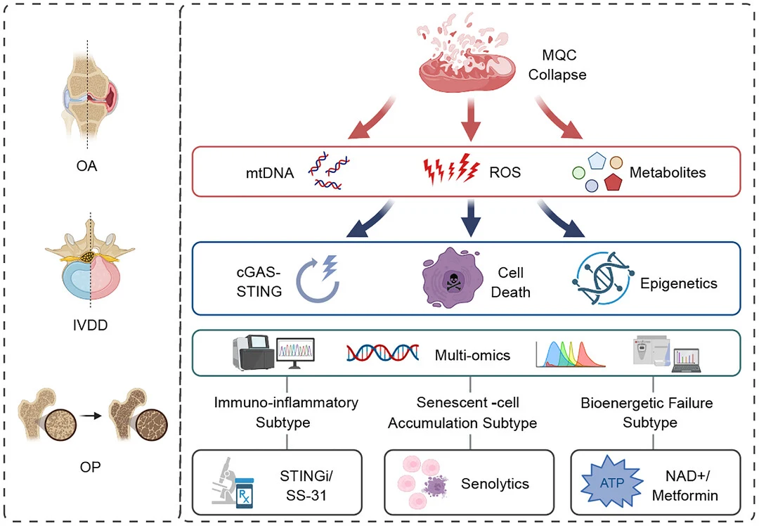 Graphical abstract from Advanced Science