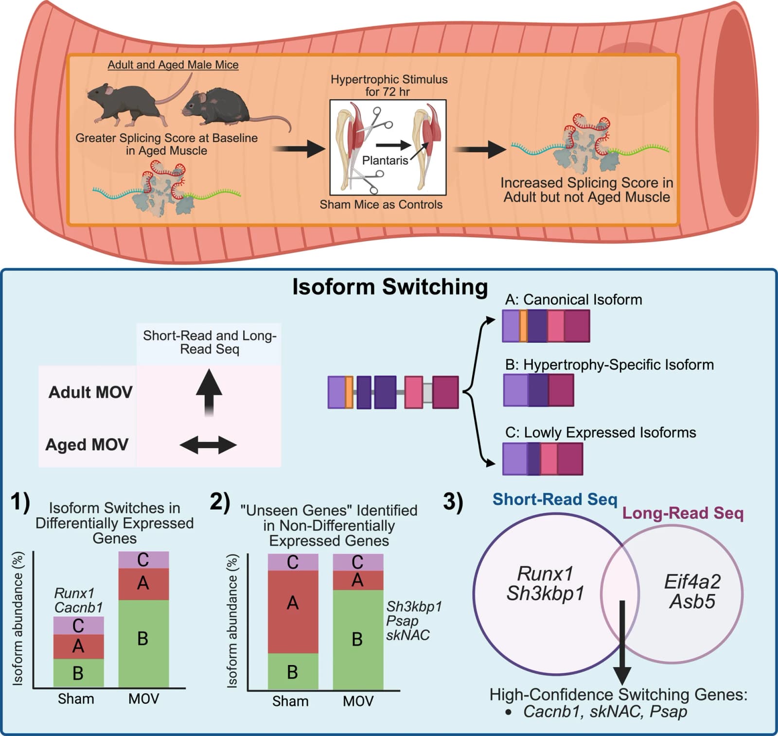 Graphical abstract from Aging Cell