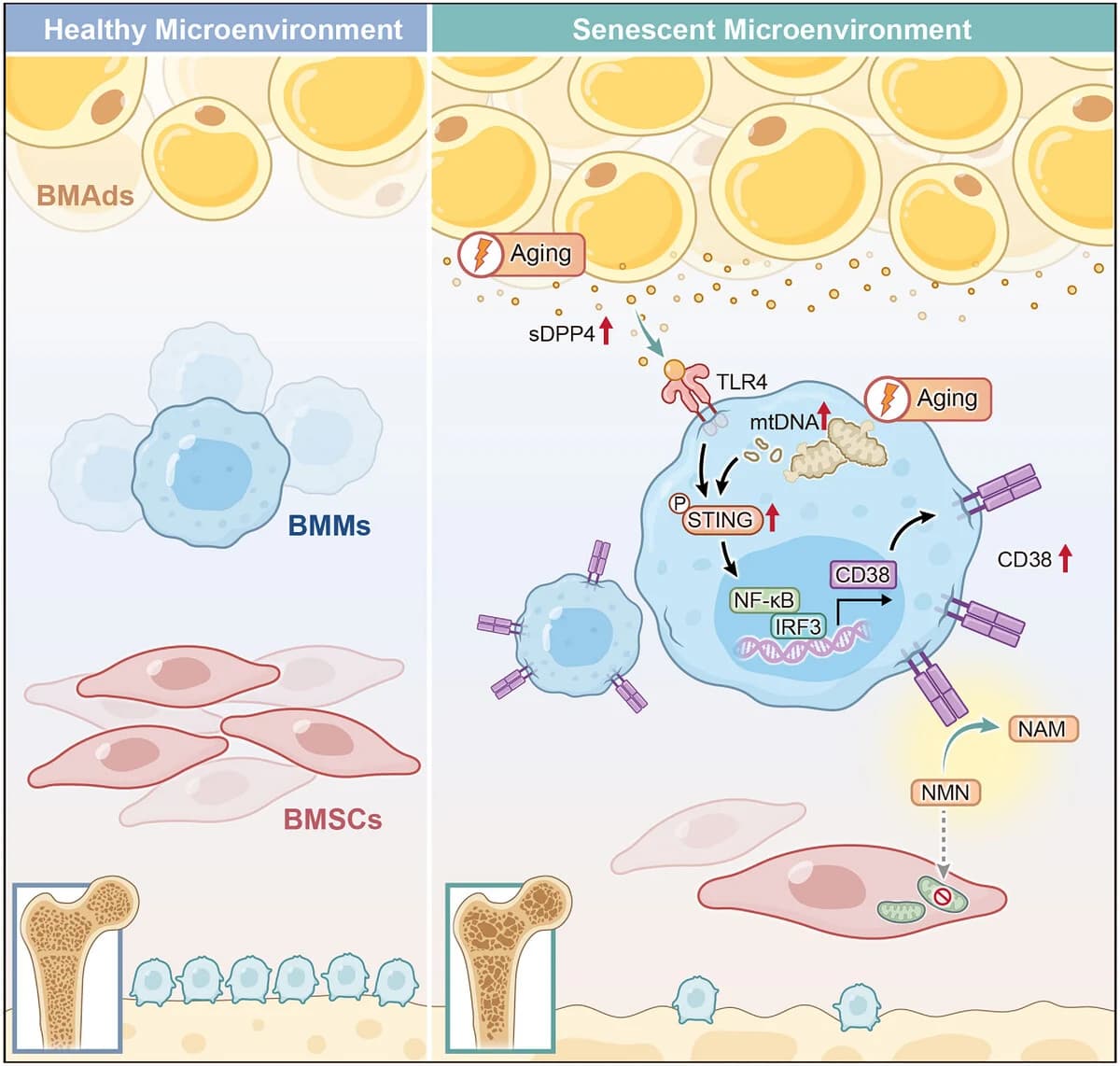 Graphical abstract from Advanced Science