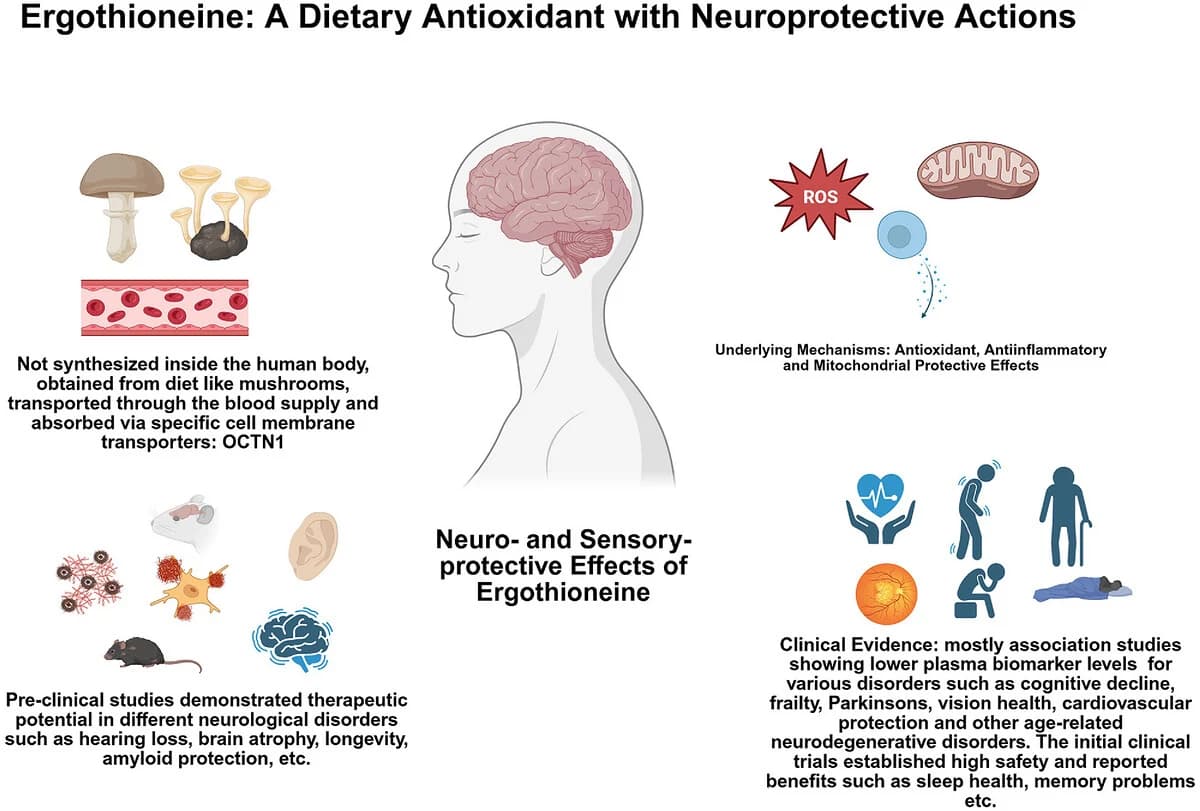 Graphical abstract from Molecular Nutrition & Food Research