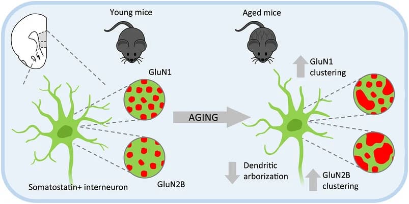 Graphical abstract from The Journal of Comparative Neurology