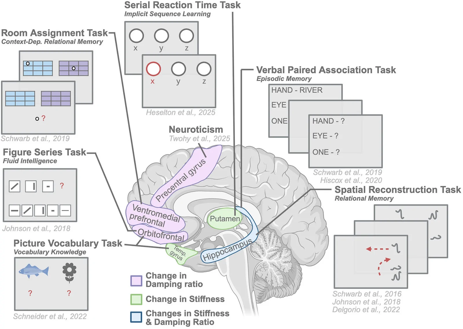 Figure 1. Summary of behavioral tasks used to probe cognitive capacity in human brain MRE studies and 631 their regional correlations with brain mechanical properties.