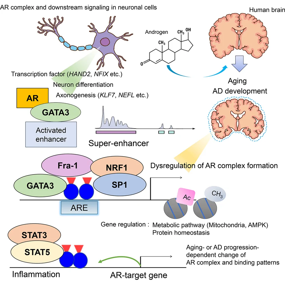 Graphical abstract from iScience