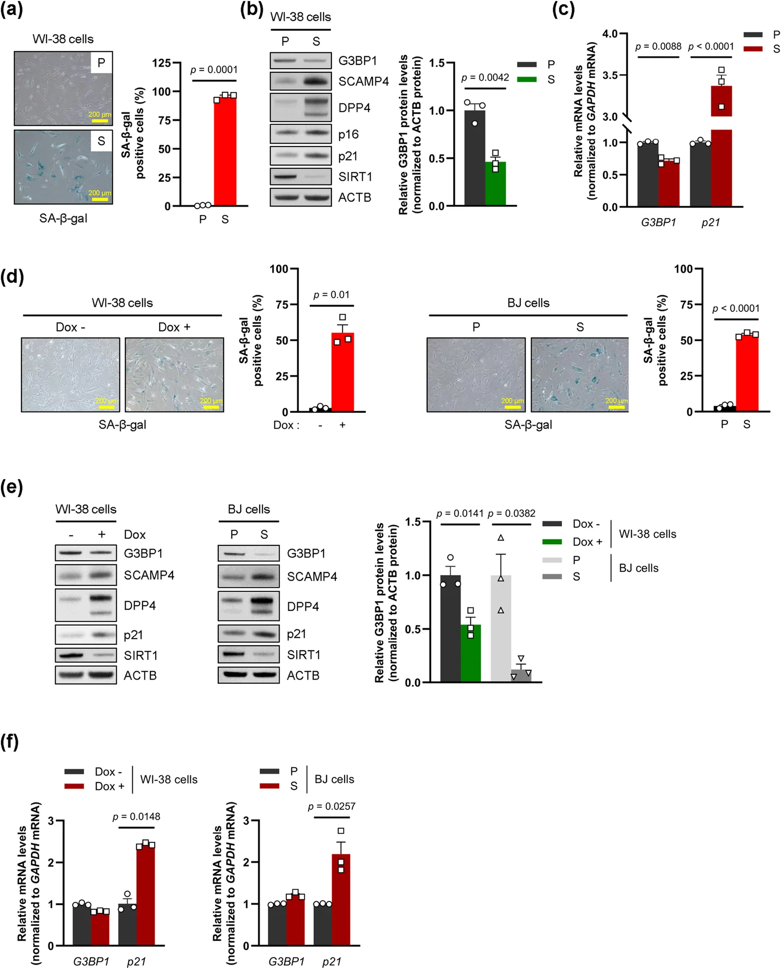 Figure 1. G3BP1 protein levels are reduced in senescent cells.