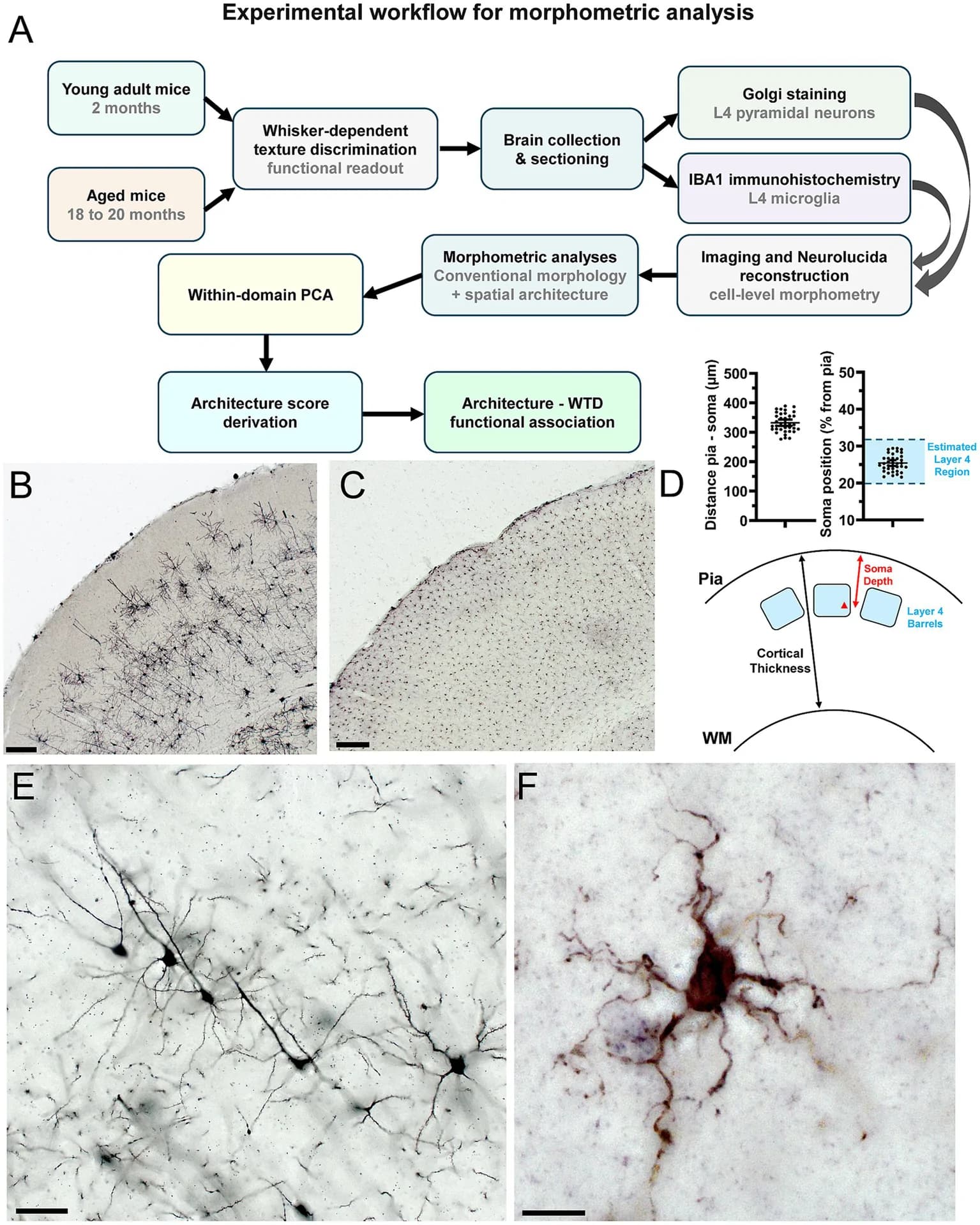 Figure 1. Experimental workflow and anatomical validation of L4 sampling for morphometric analysis.