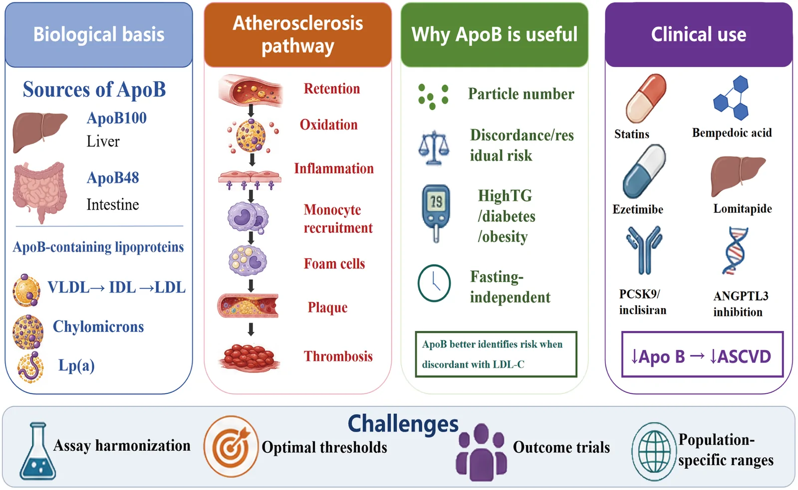 Graphical abstract. Overview of apolipoprotein B (ApoB) in cardiovascular risk assessment.