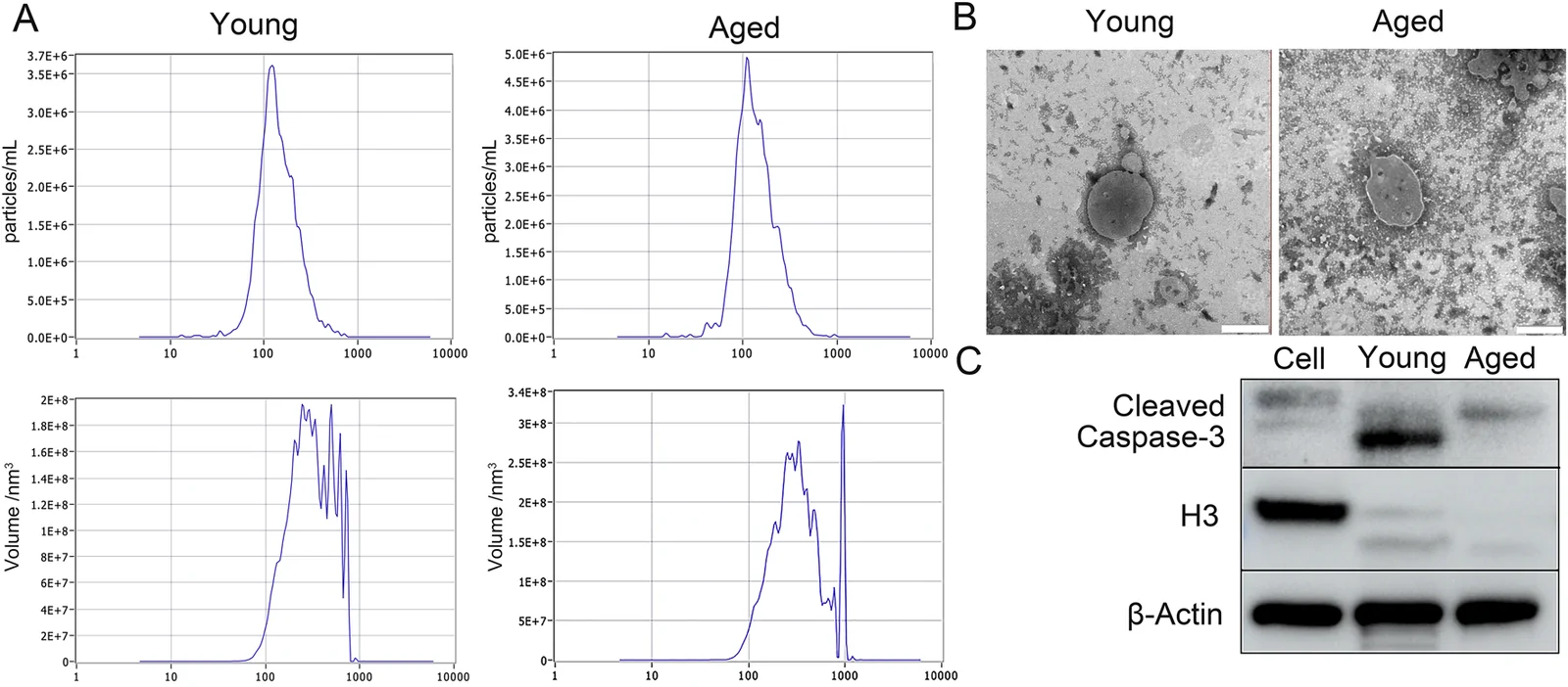 Figure 1. Identification of ApoEVs from young and aged cells.