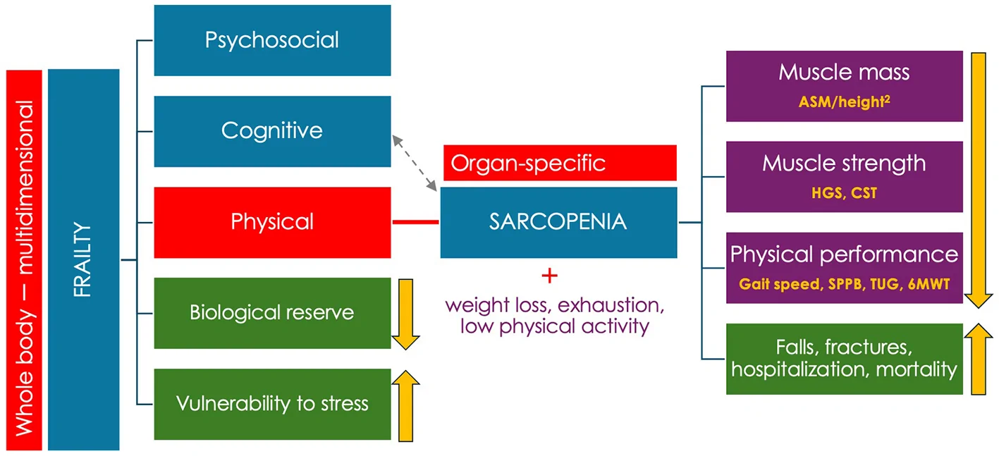 Figure 1. A conceptual framework of frailty and sarcopenia, based on established human evidence and experimental/preclinical mechanisms.
