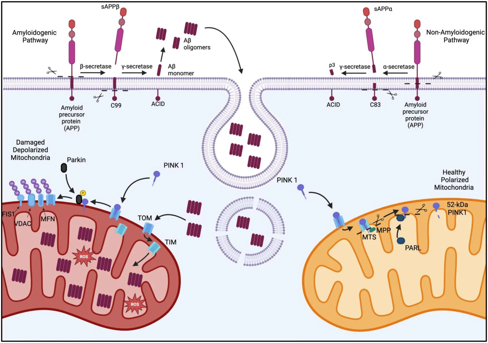 Figure 1. Uptake and cellular localization of Aβ oligomers.