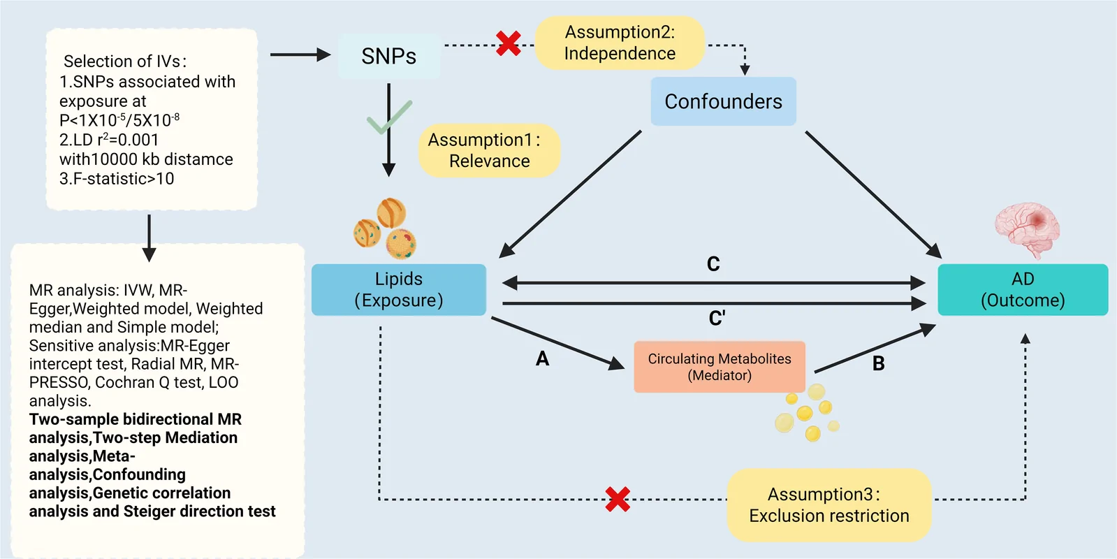 Figure 1. Overview of the Mendelian randomization study design.