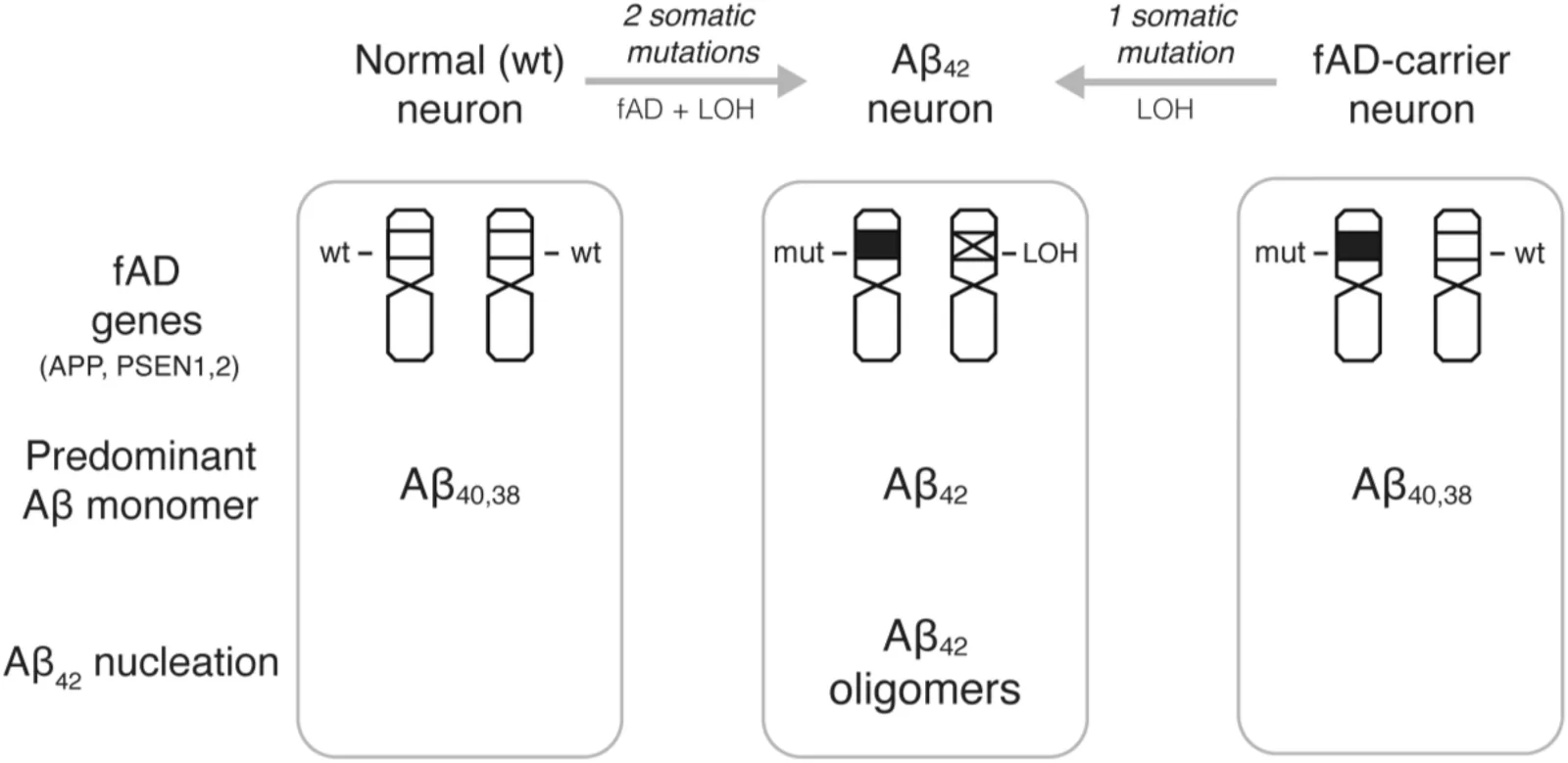 Figure 1. Aβ₄₂ neuron. Aβ₄₂ nucleation is inhibited in normal (wild-type, wt) and fAD carrier neurons by the predominance of shorter Aβ₄₀₋₃₈ monomers.