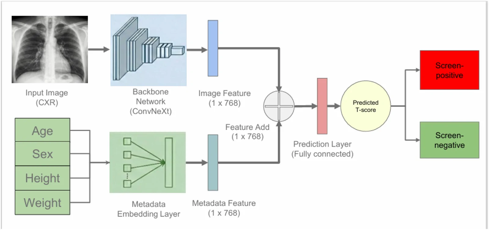 Fig. 1. Schematic overview of the TAIMedImg OsteoPredict deep learning architecture.