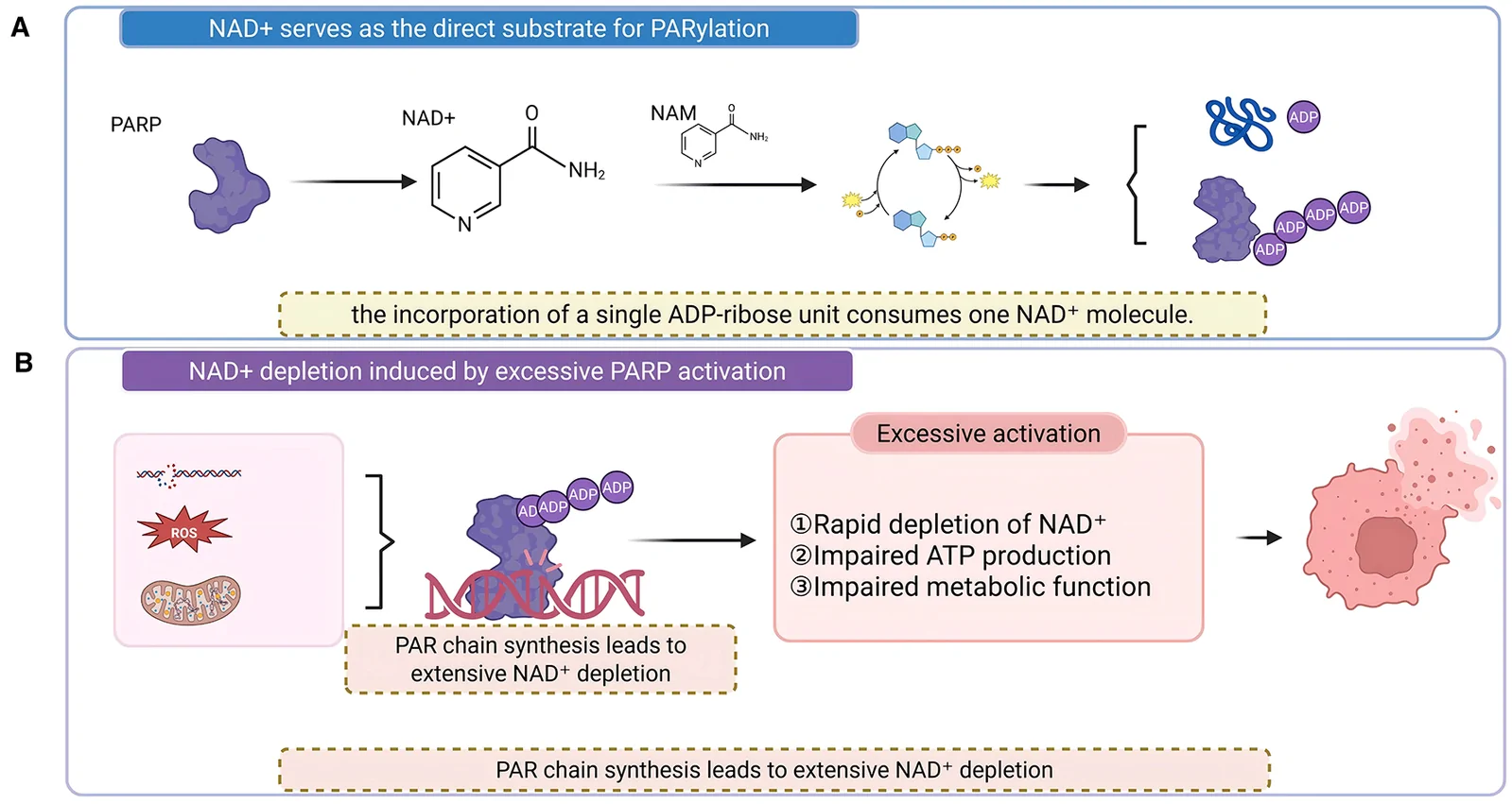 Figure 1. (A) NAD⁺ is the direct substrate for PARylation; (B) PARylation is an NAD⁺-consuming signaling pathway.
