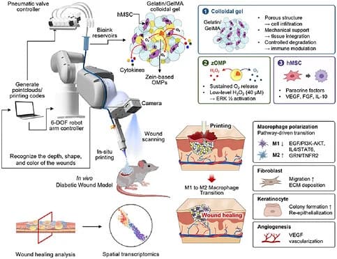 Graphical abstract from Advanced Functional Materials
