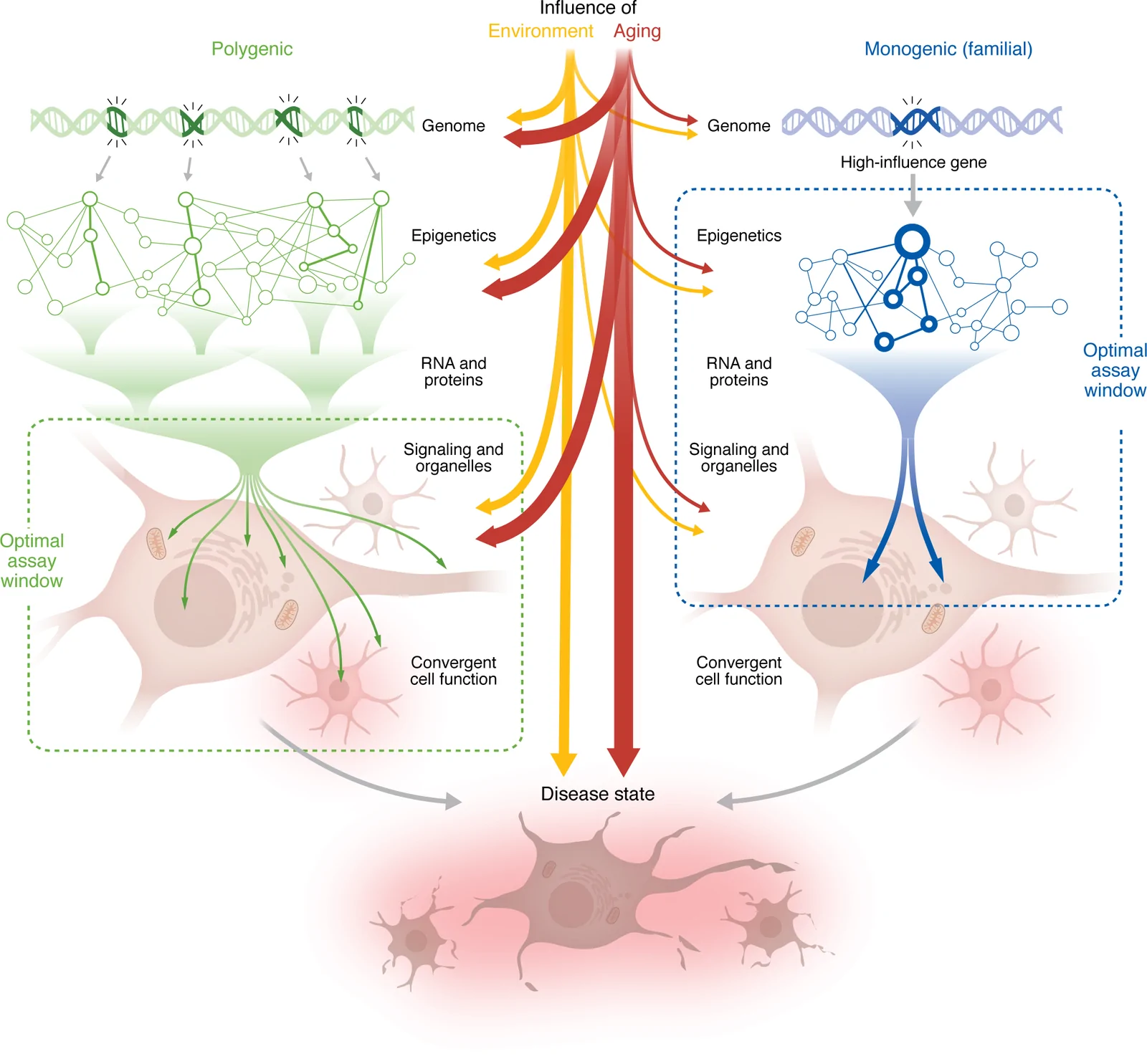 Figure 1. Genetic architecture determines the optimal assay window in iPSC models of neurodegeneration.