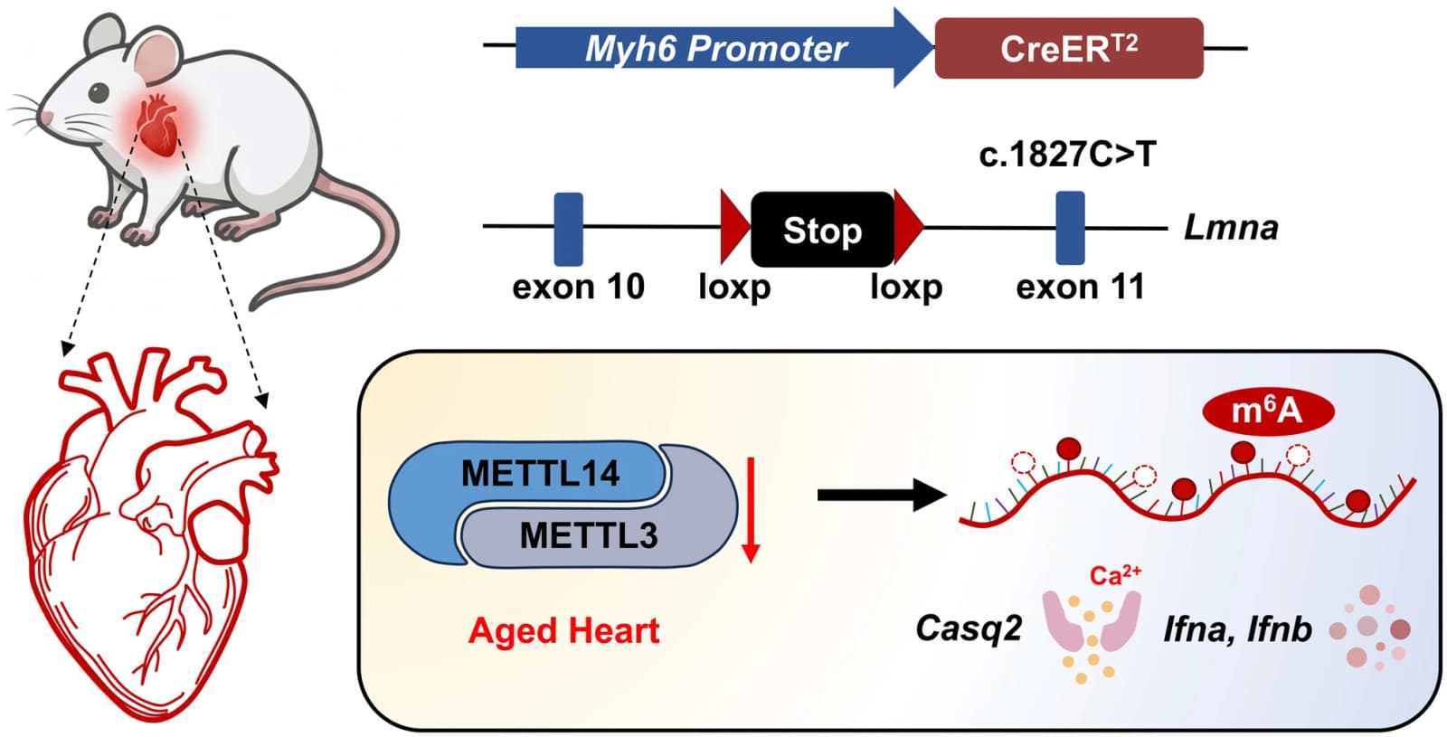 Graphical abstract from Aging Cell
