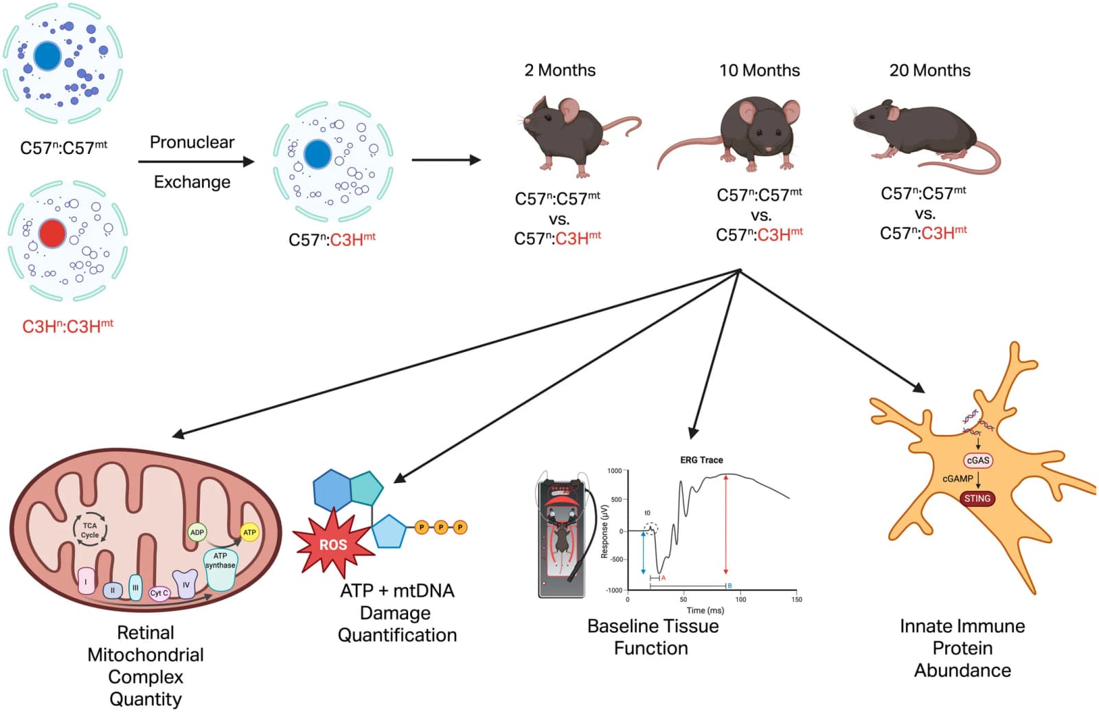 Graphical abstract from Aging Cell