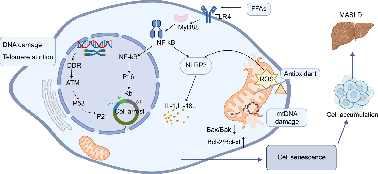 Figure 1. Hepatocyte senescence in MASLD.