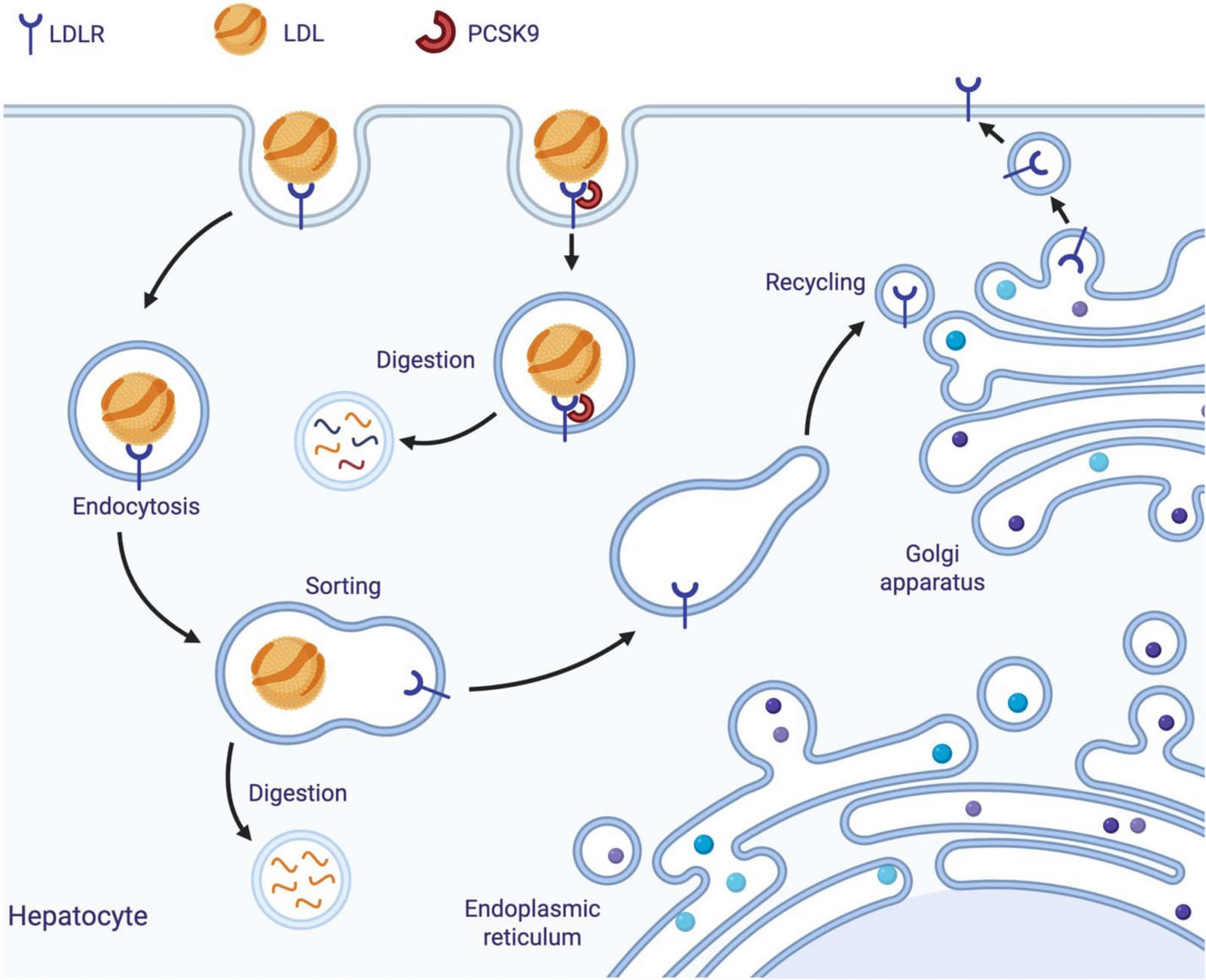 Figure 1 from Current Atherosclerosis Reports