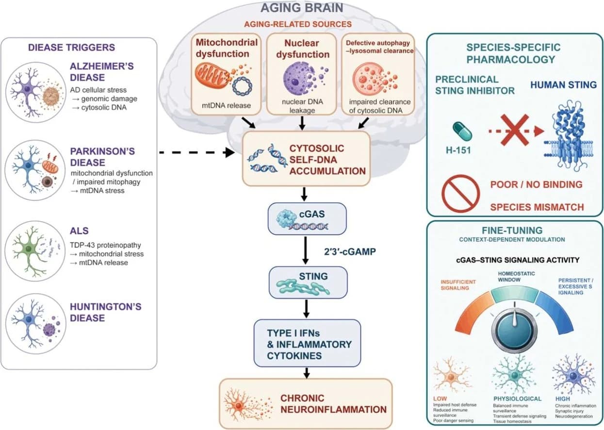 Graphical abstract from Cytokine & Growth Factor Reviews
