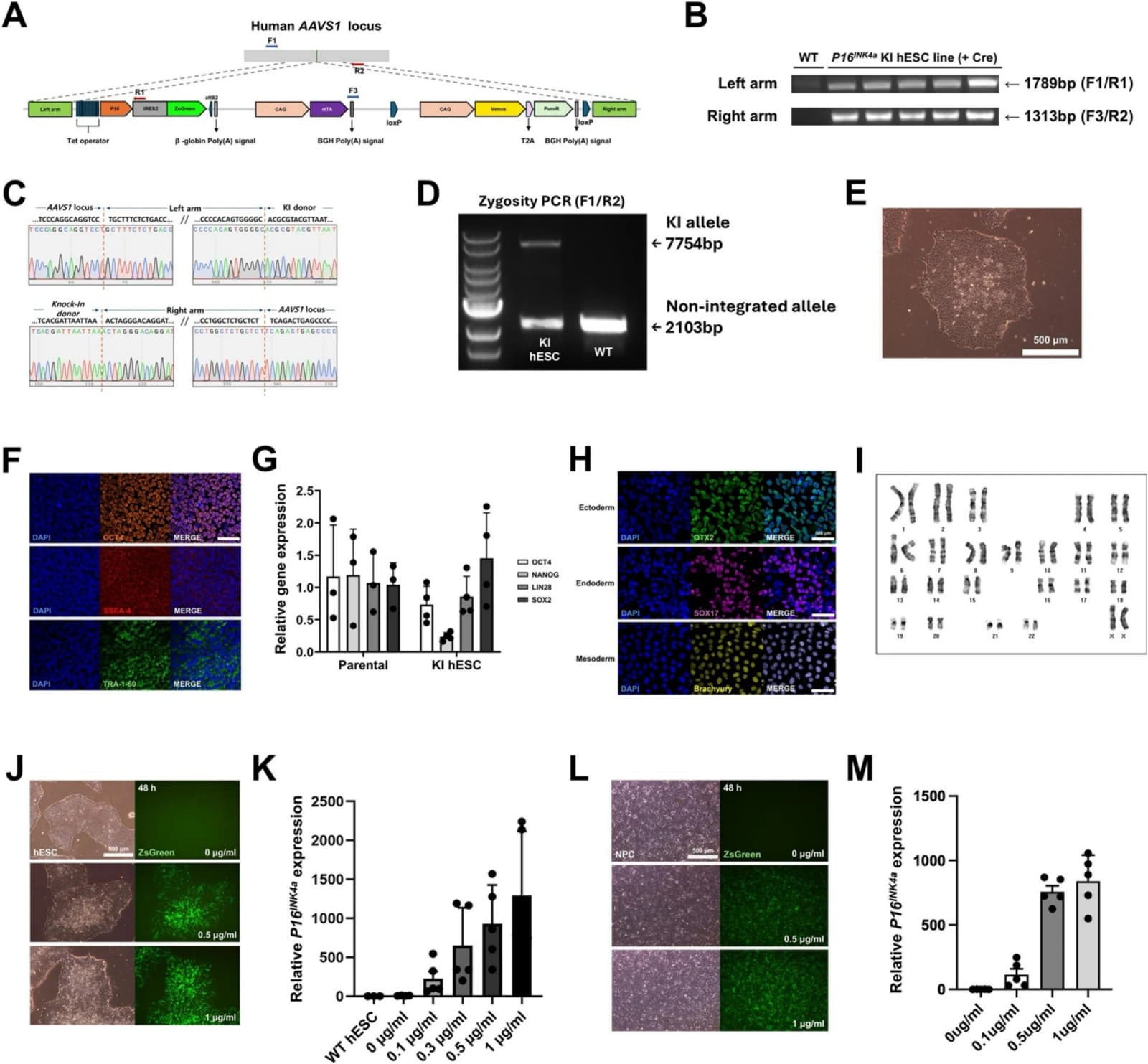 Figure 1 from Stem Cell Research
