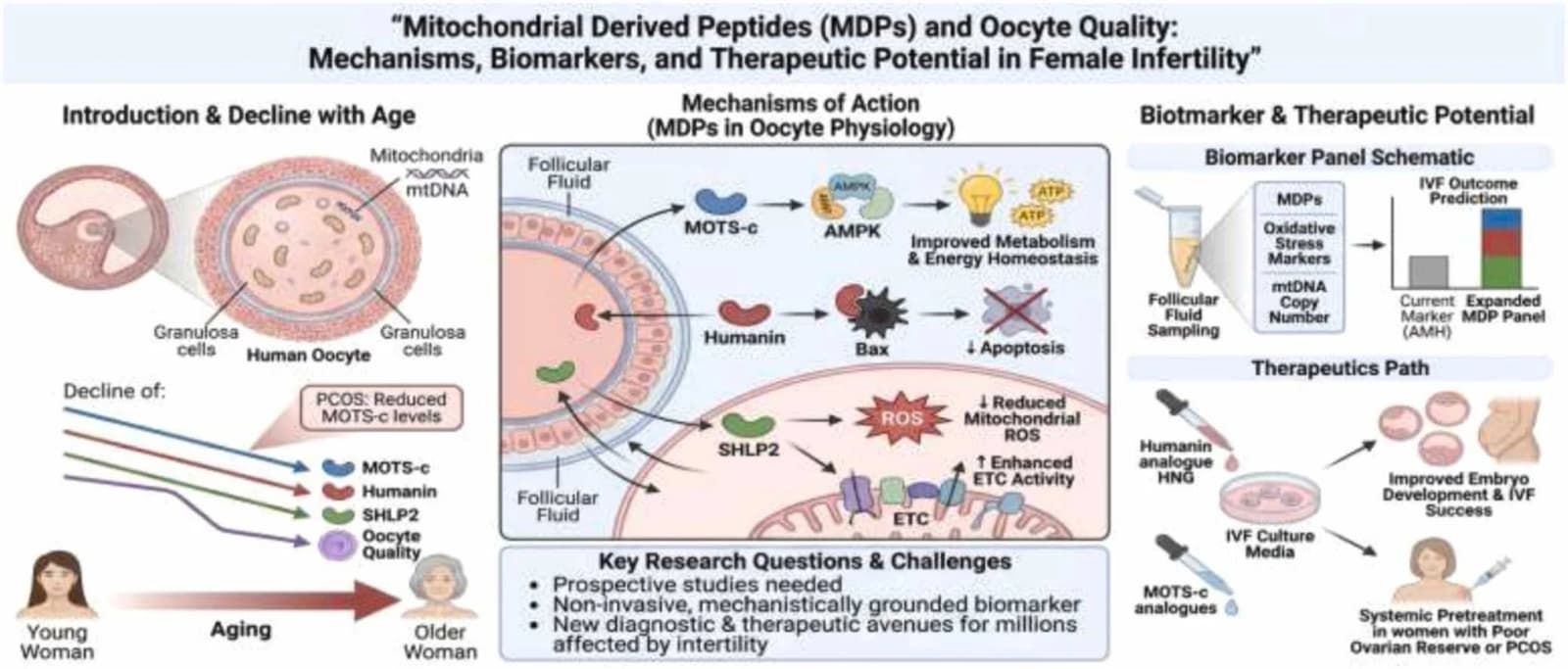 Graphical abstract from Tissue & Cell