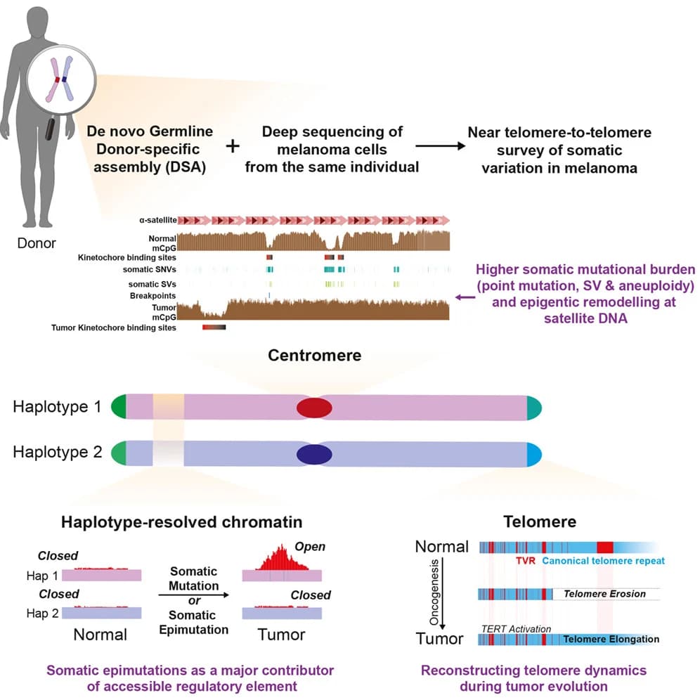 Graphical abstract from Cell