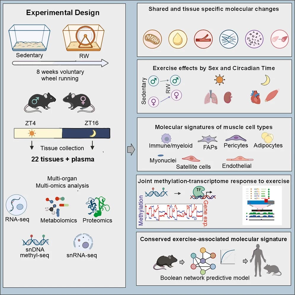 Graphical abstract from Cell