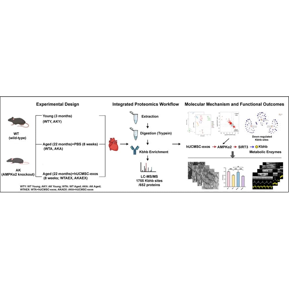Graphical abstract from Molecular & Cellular Proteomics