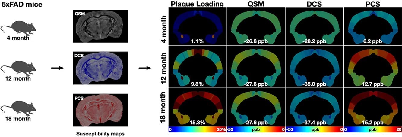 Graphical abstract from NeuroImage