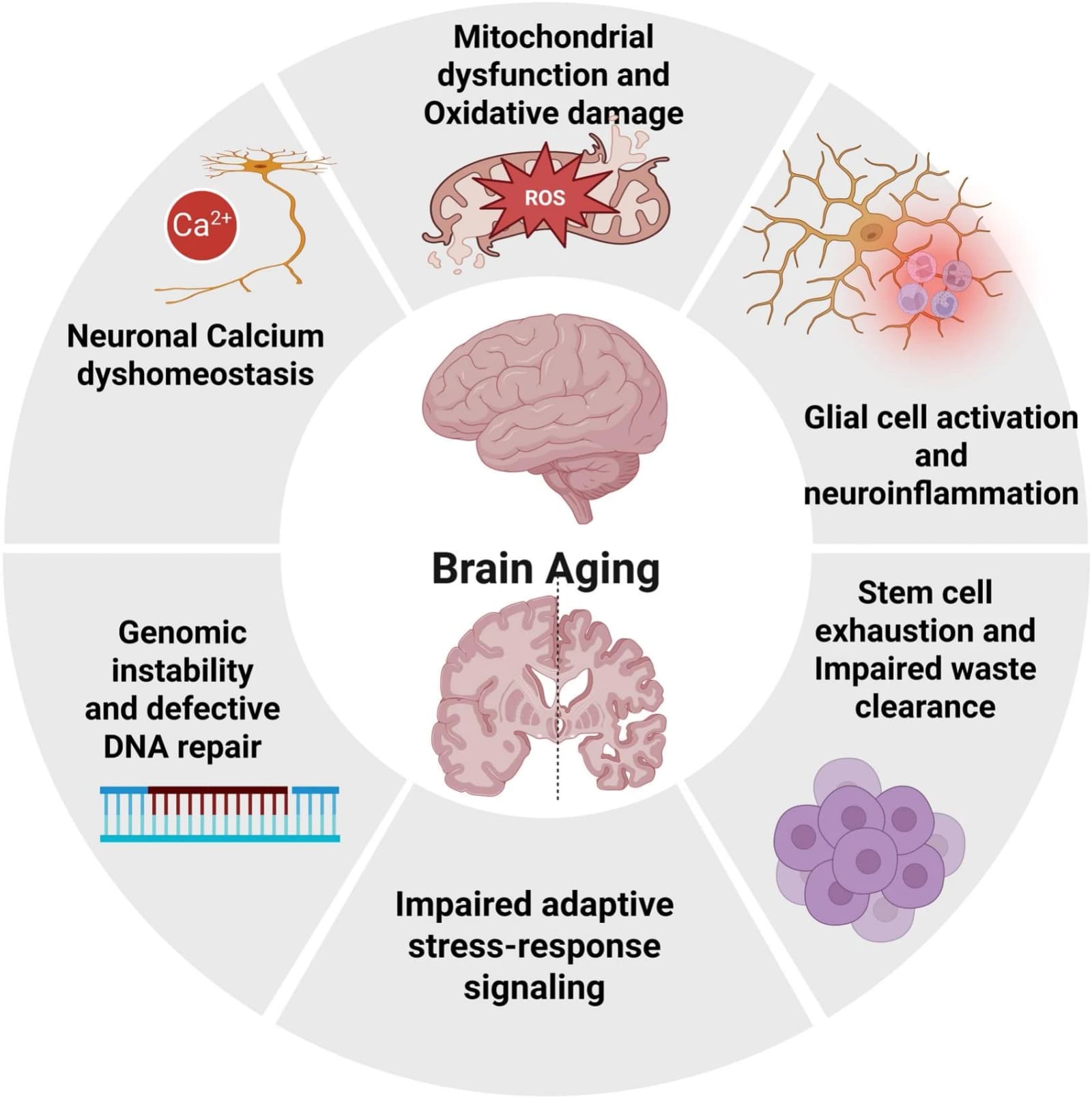Figure 1 from Progress in Neuro-psychopharmacology & Biological Psychiatry