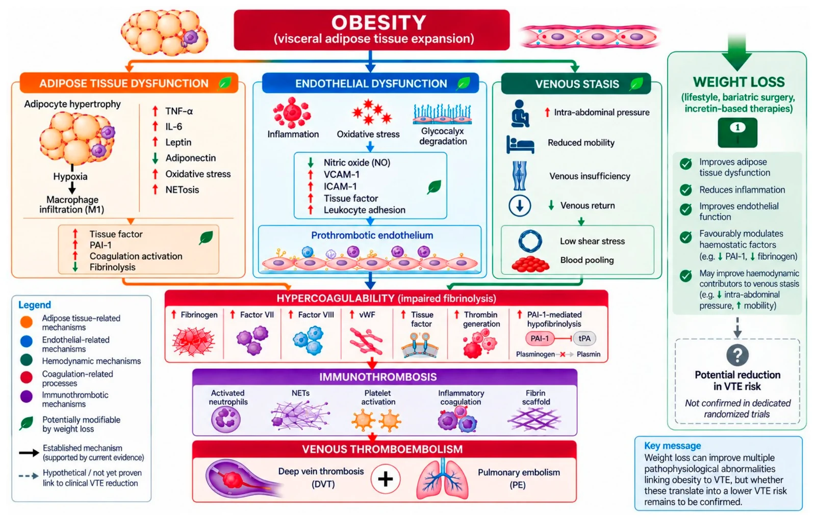 Figure 1. Mechanisms linking obesity to venous thromboembolism and their potential modification by weight loss.