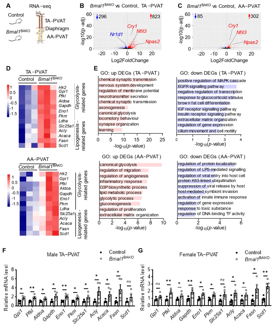 Figure 1. BMAL1 deficiency reprograms PVAT toward a glycolytic and lipogenic transcriptional state.