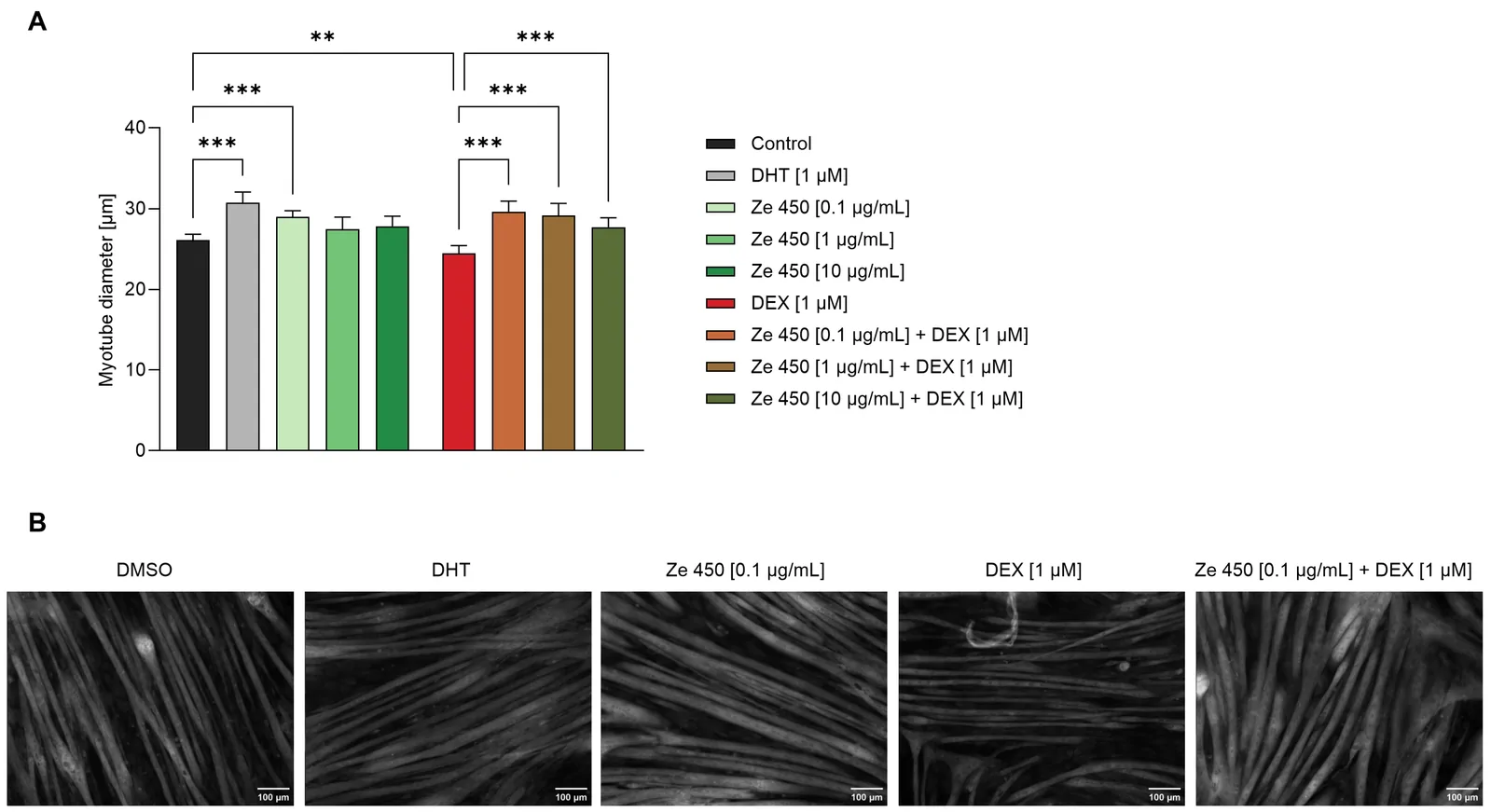 Figure 1. Effects of Ze 450 on C2C12 myotube diameter.