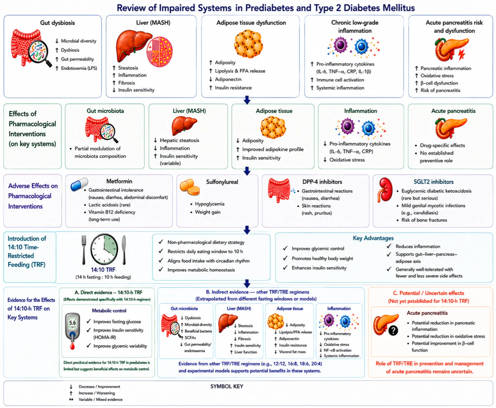 Figure 1. Review of impaired metabolic systems in prediabetes and type 2 diabetes mellitus and the potential effects of 14:10 h TRF.