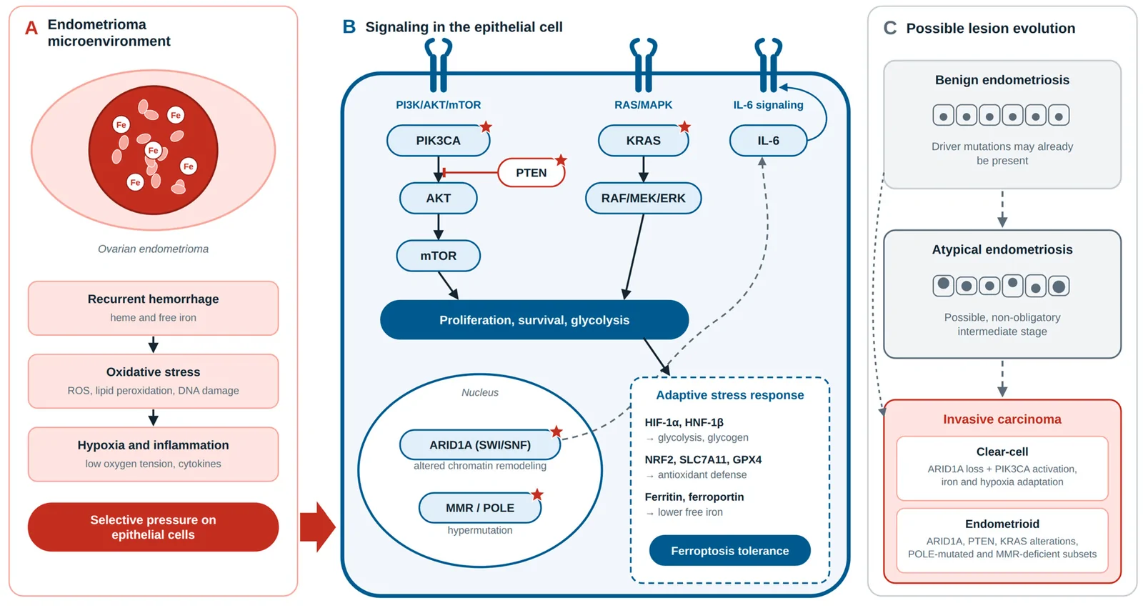 Figure 1. Molecular pathways implicated in endometriosis-associated ovarian carcinogenesis.